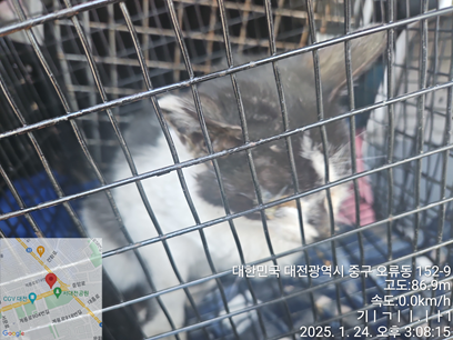 대전동물보호센터_430365202500012