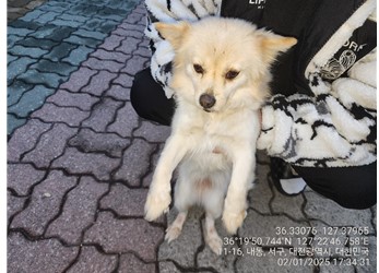대전동물보호센터_430366202500017