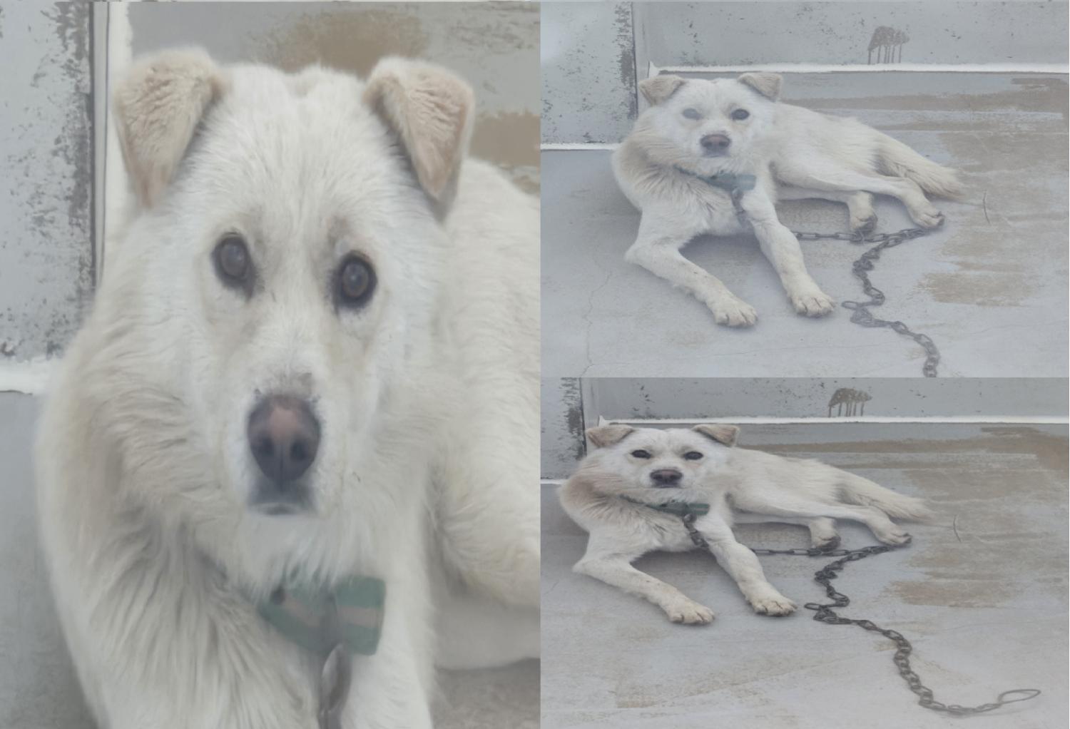 서산시 동물보호센터_444453202500052