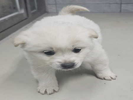 원주시동물보호센터_442419202500069