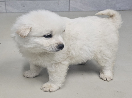 원주시동물보호센터_442419202500071