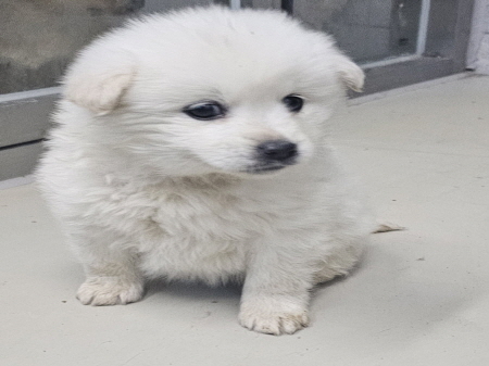 원주시동물보호센터_442419202500070