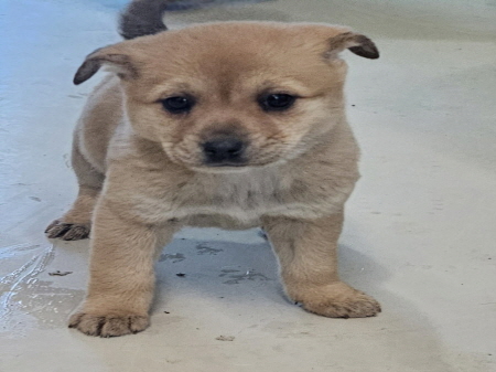 원주시동물보호센터_442419202500076