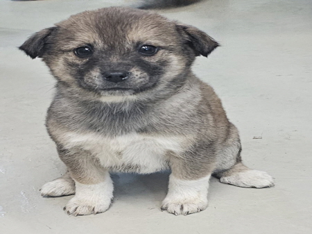 원주시동물보호센터_442419202500073