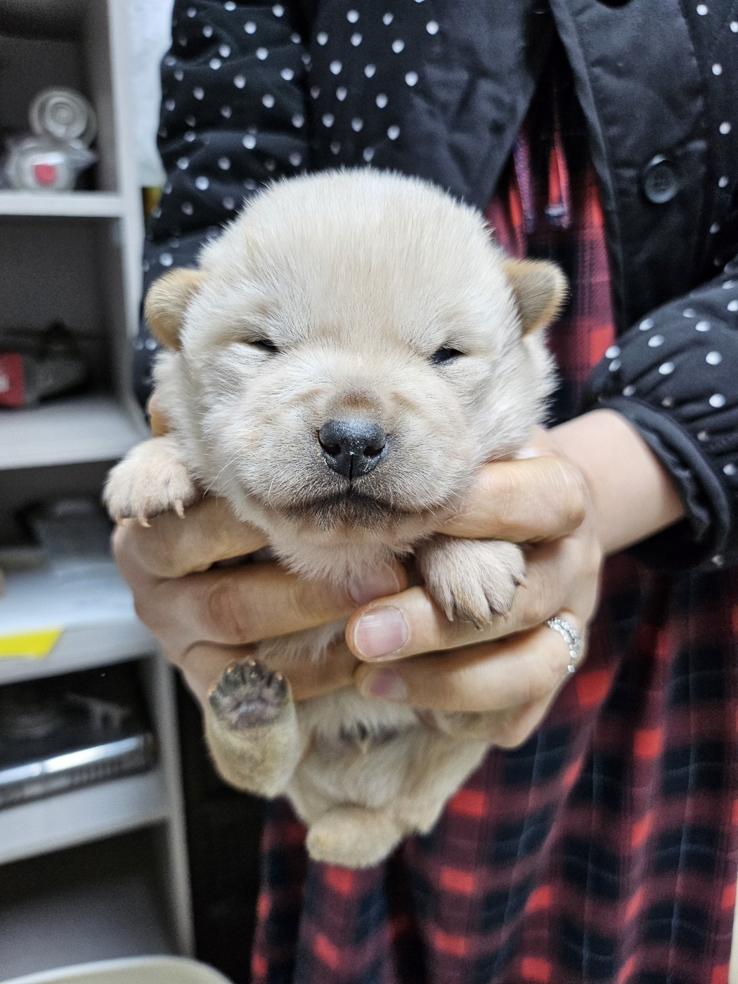 영광동물보호센터_446497202500017