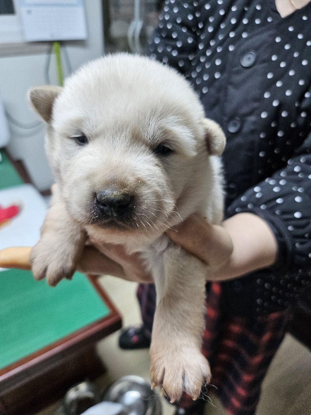 영광동물보호센터_446497202500019