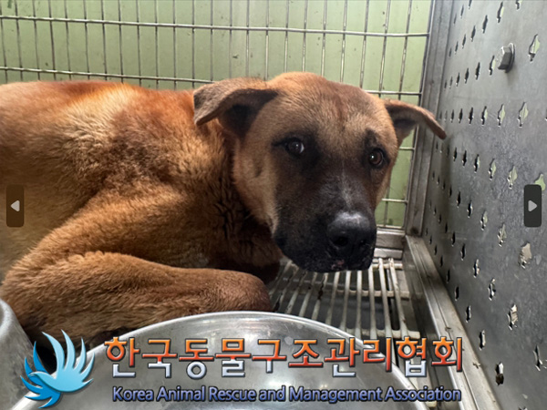 한국동물구조관리협회_411311202500012