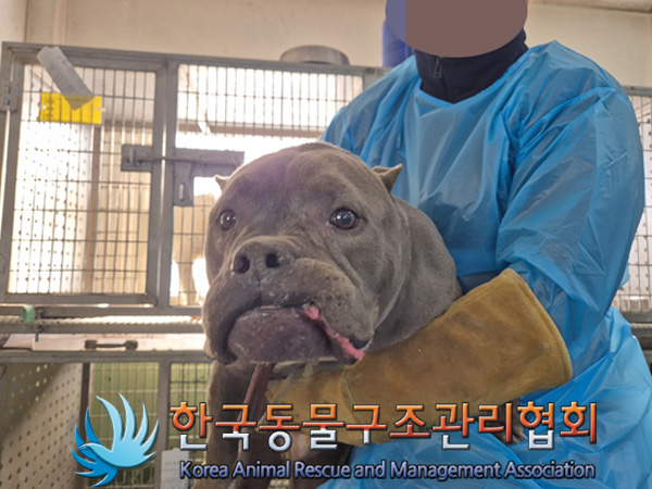 한국동물구조관리협회_441392202500013