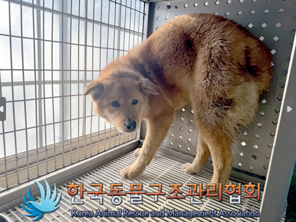 한국동물구조관리협회_411311202500010