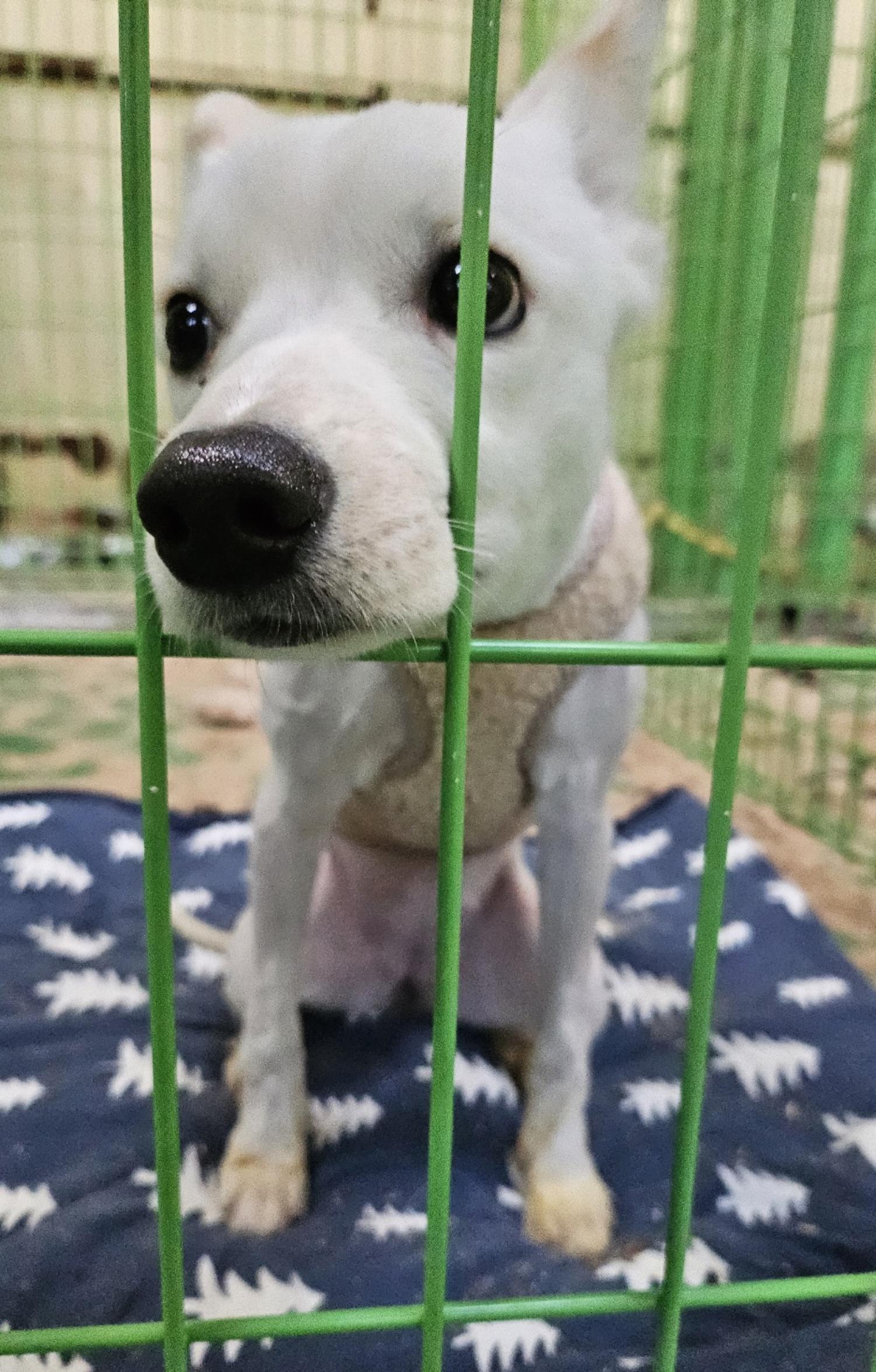 울산유기동물보호센터_431373202500073