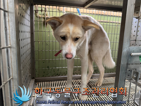 한국동물구조관리협회_441406202500044