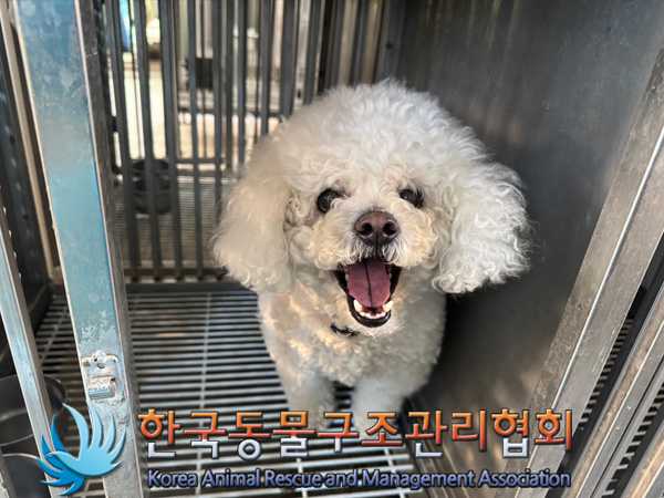 종료(반환) 비숑 …