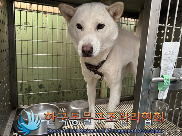 한국동물구조관리협회_441406202500043