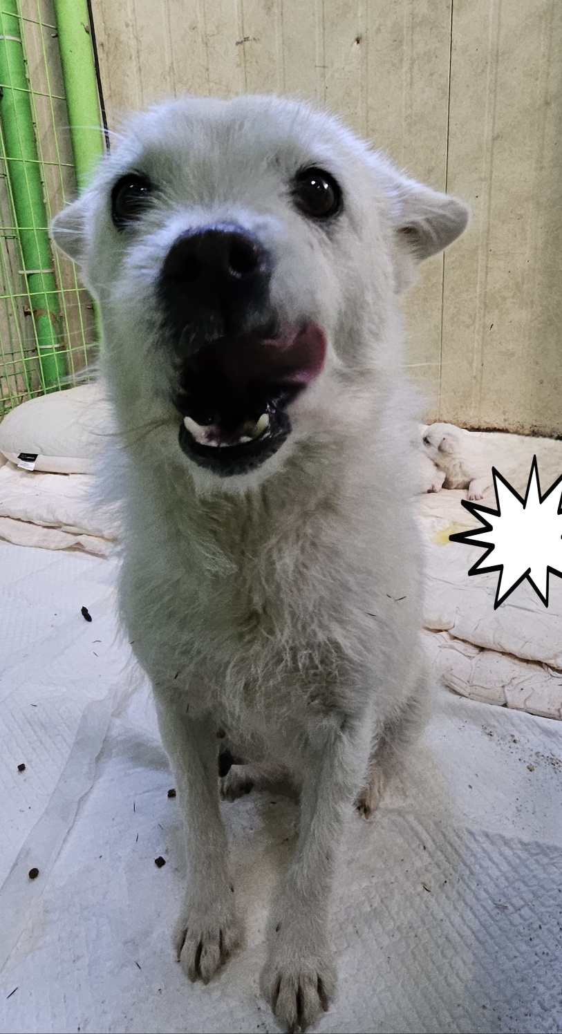 울산유기동물보호센터_431373202500074