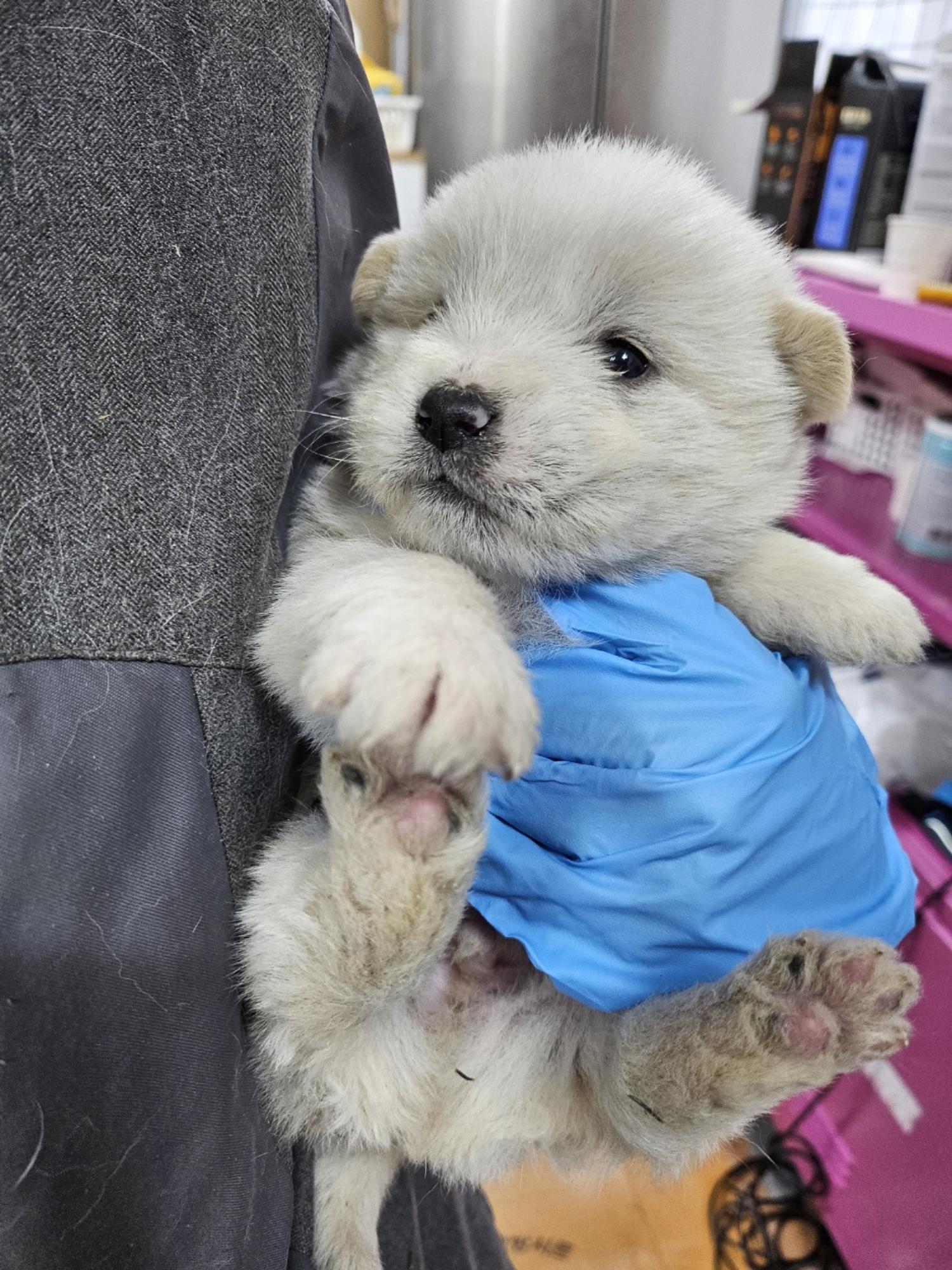 울산유기동물보호센터_431373202500077