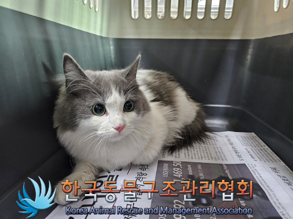 종료(기증) 레그돌…