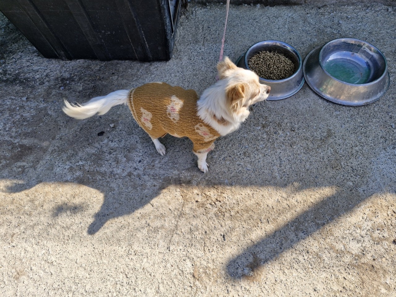 산청동물보호센터_448545202500005