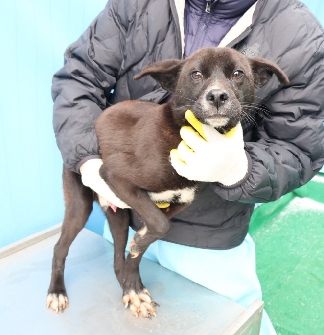 제주 동물보호센터_450650202500279