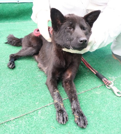 제주 동물보호센터_450650202500268