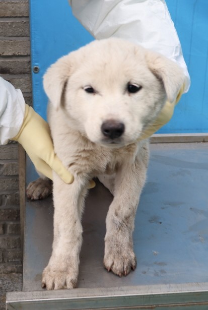 제주 동물보호센터_450650202500265