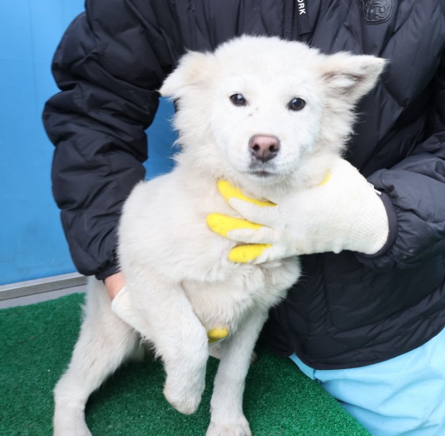 제주 동물보호센터_450650202500277