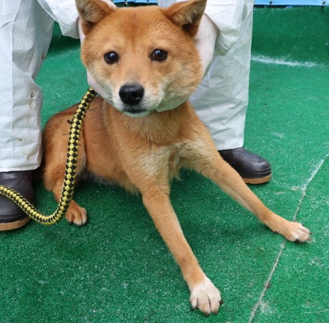 제주 동물보호센터_450650202500257