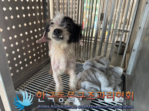 한국동물구조관리협회_441409202500084