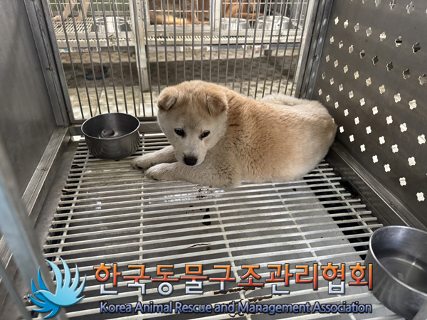 한국동물구조관리협회_441560202500078