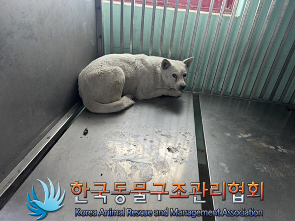 한국동물구조관리협회_441560202500089