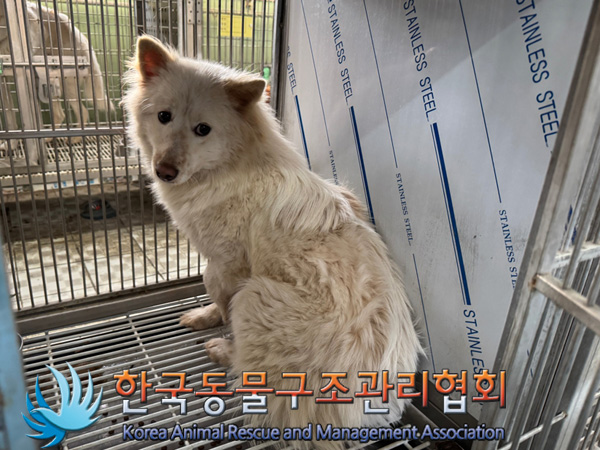 한국동물구조관리협회_441560202500085