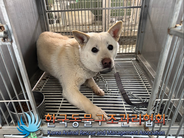 한국동물구조관리협회_441560202500084