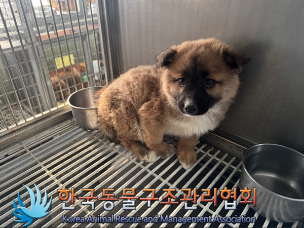 한국동물구조관리협회_441560202500081
