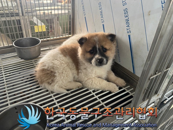 한국동물구조관리협회_441560202500083