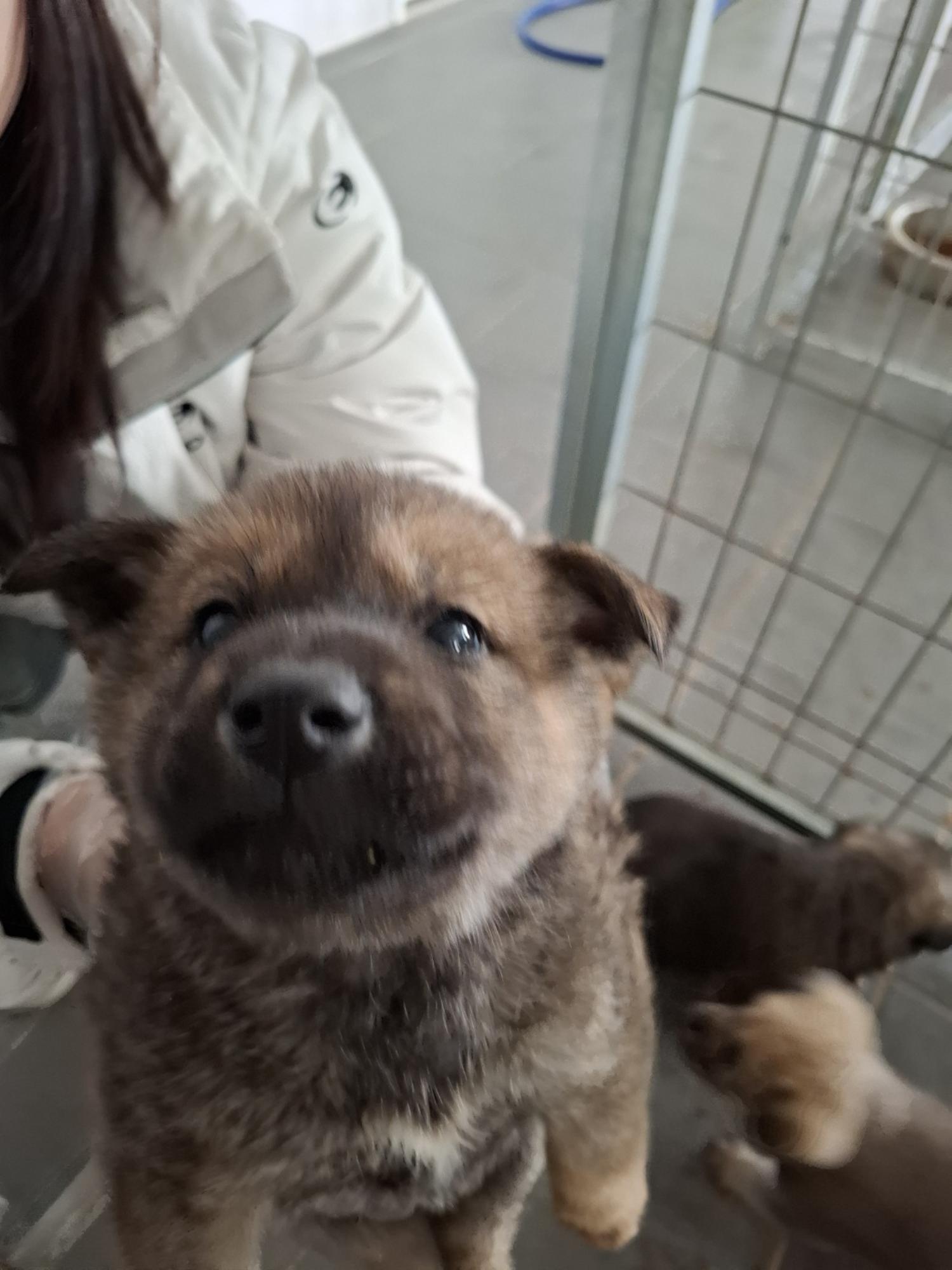 유기동물 삼호 보호소_446494202500040