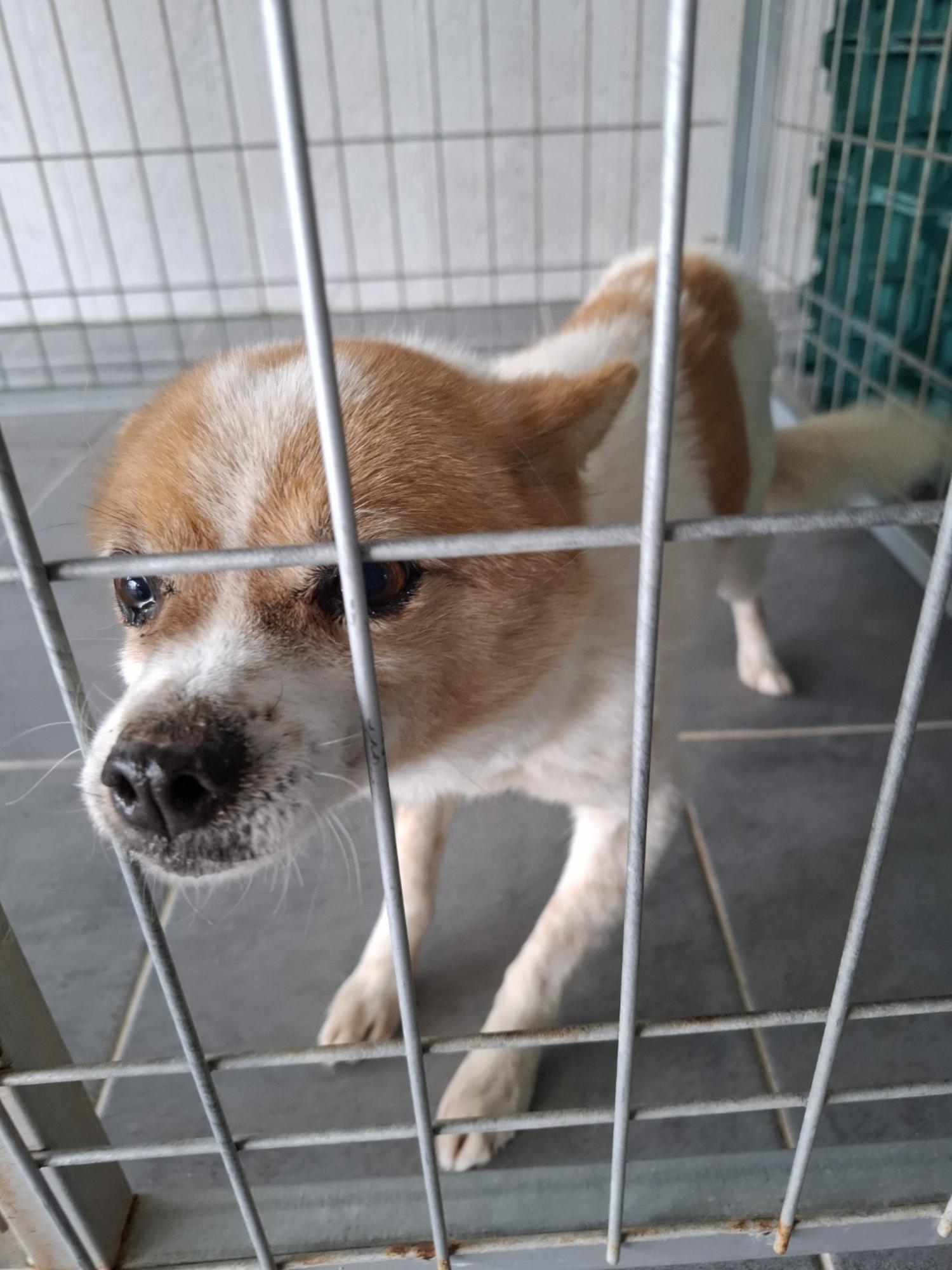 유기동물 삼호 보호소_446494202500033