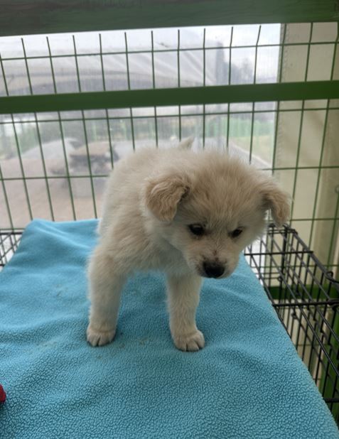 군산유기동물보호센터_445467202500107