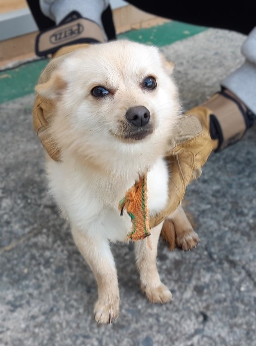 하동군유기동물보호소_448544202500020