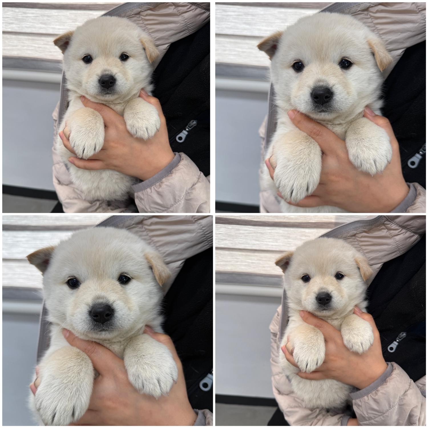 천안시 동물보호센터_444449202500053