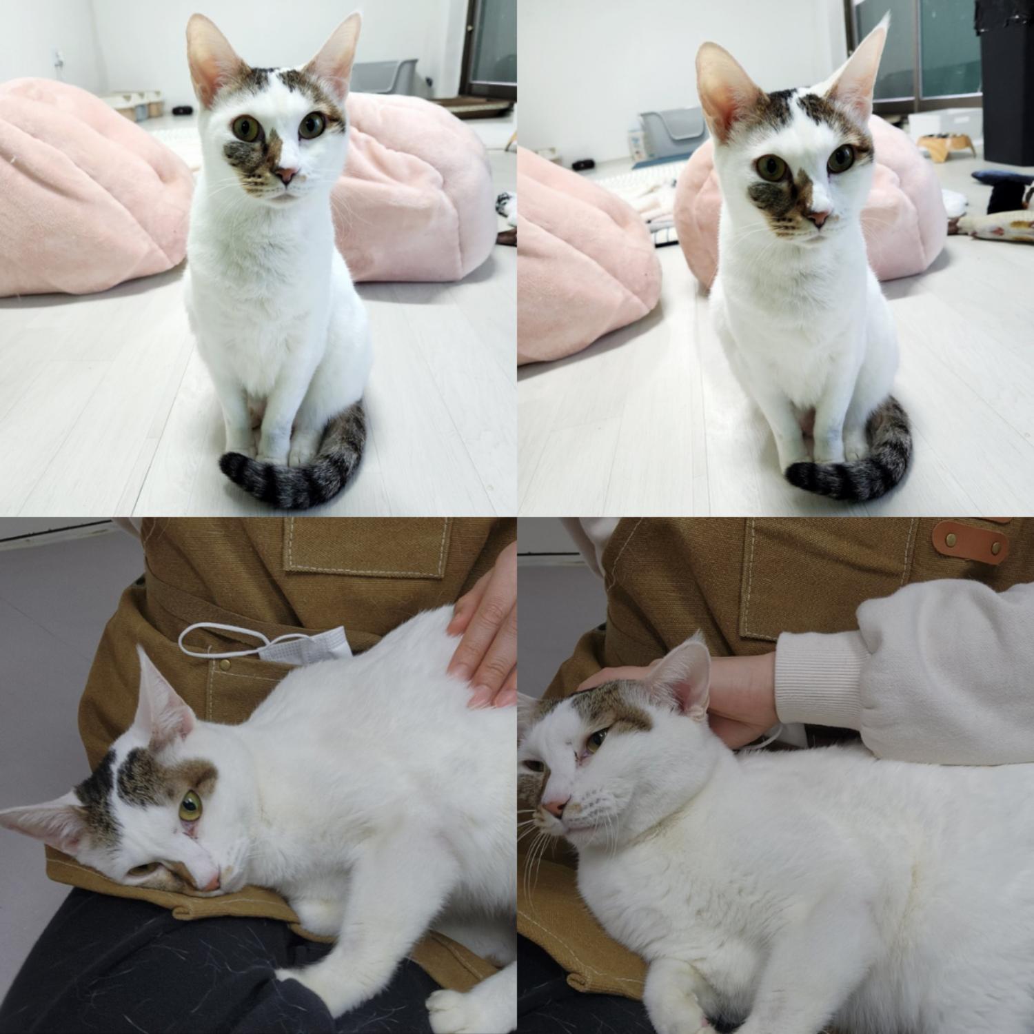 [고양이] 한국 고양이 경북-구미-2025-00004 유기동물 배경 이미지 입니다.