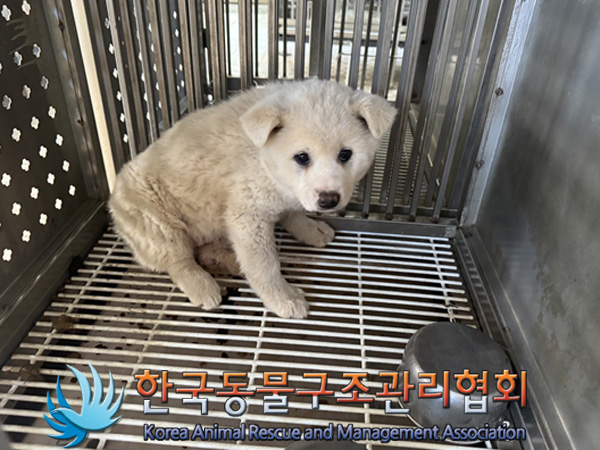 한국동물구조관리협회_441559202500063