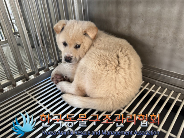 한국동물구조관리협회_441559202500059