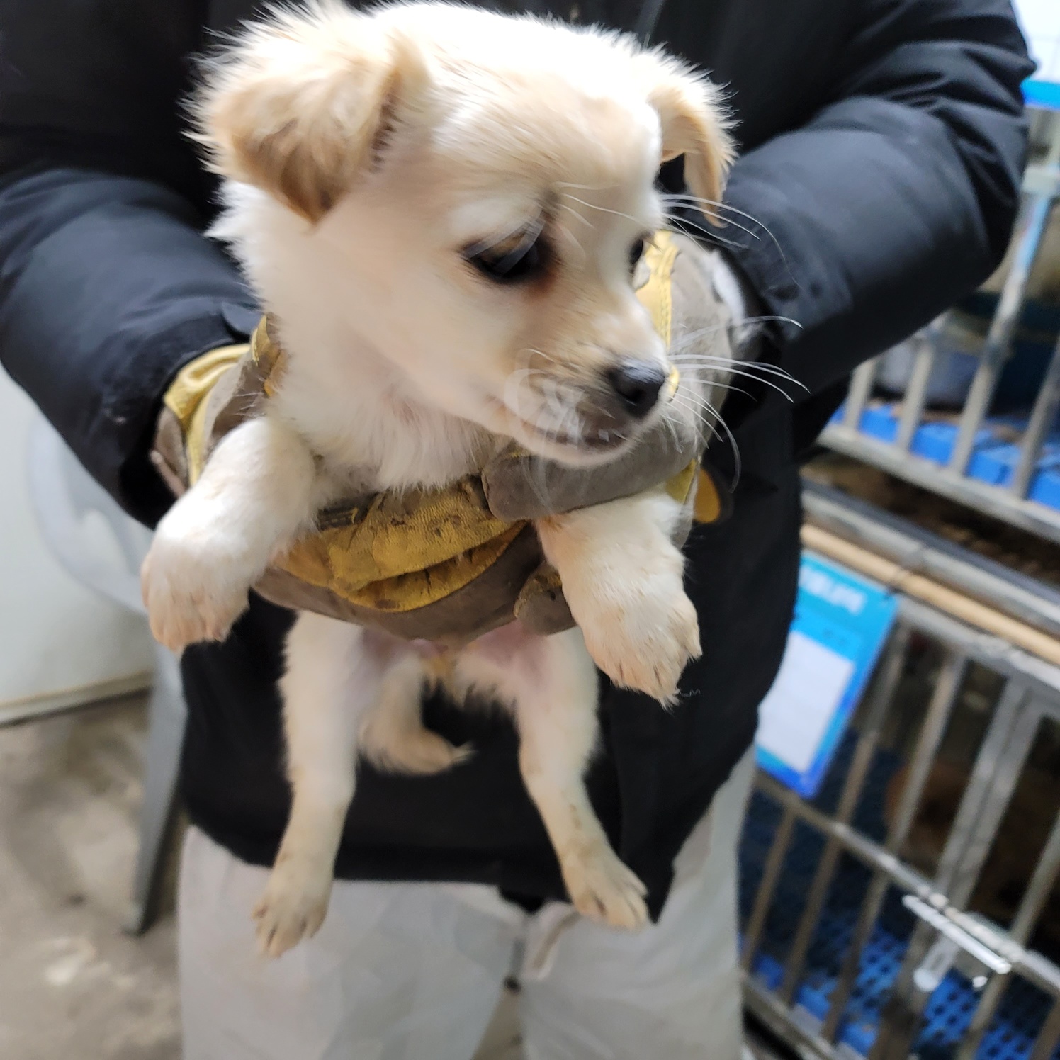평택시유기동물보호소_441391202500184