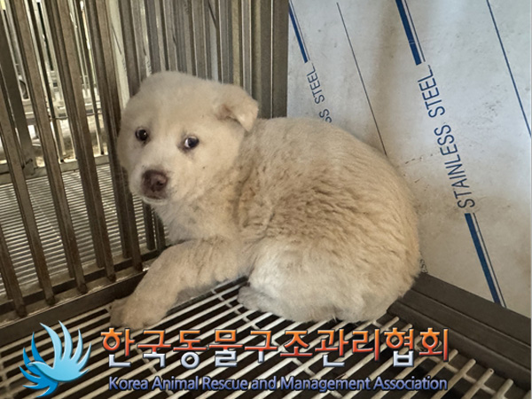 한국동물구조관리협회_441559202500062
