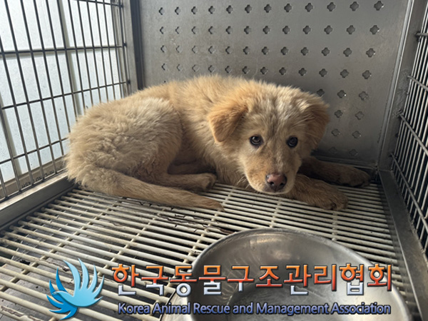 한국동물구조관리협회_441409202500086