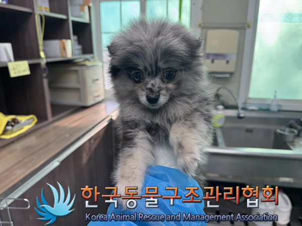 한국동물구조관리협회_411322202500005
