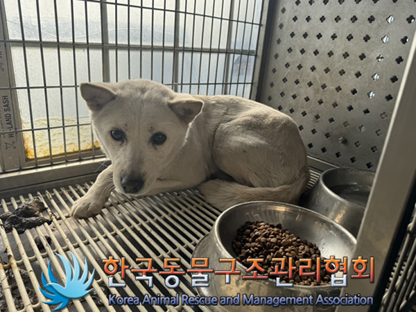 한국동물구조관리협회_411316202500008