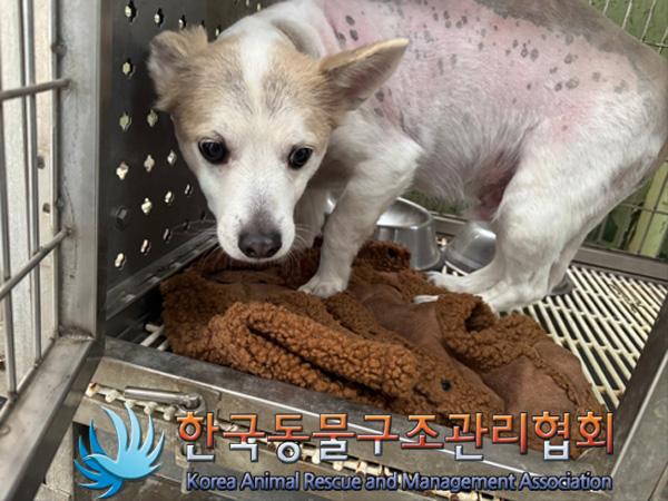 종료(반환) 믹스견…