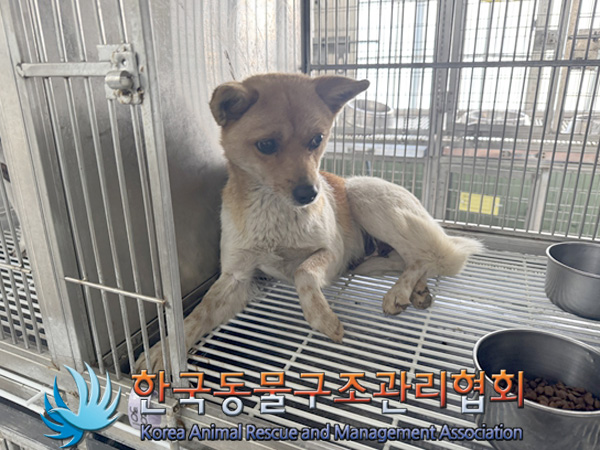 한국동물구조관리협회_441560202500090