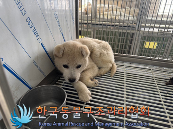 보호중 믹스견의 가…