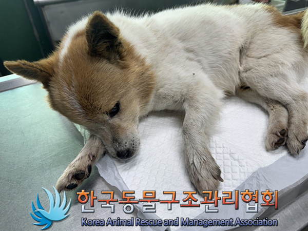 한국동물구조관리협회_441414202500035